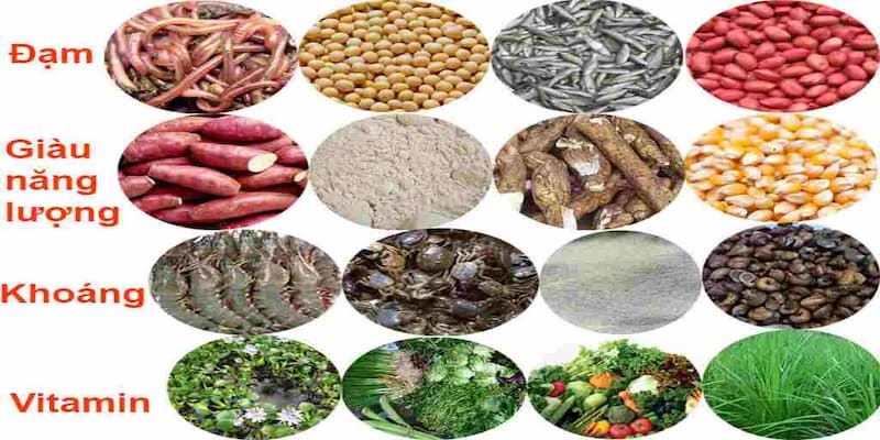 Chọn và cân đối các loại thức ăn phù hợp trong quá trình nuôi gà đá bo lớn