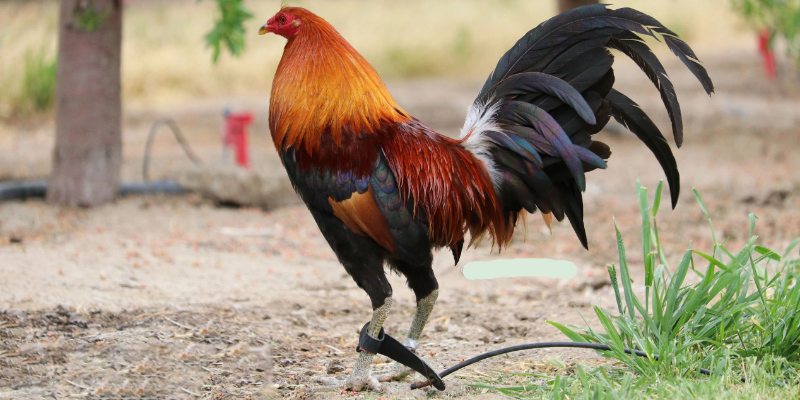 Lưu ý quan sát hình dáng gà đặc trưng của gà Cao Lãnh để tránh mua nhầm 