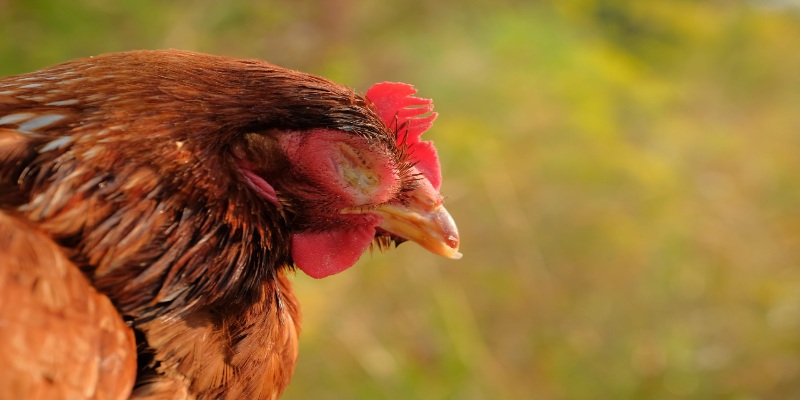 Cần trị tang cho gà càng sơm càng tốt để tránh các hệ quả xấu về sau
