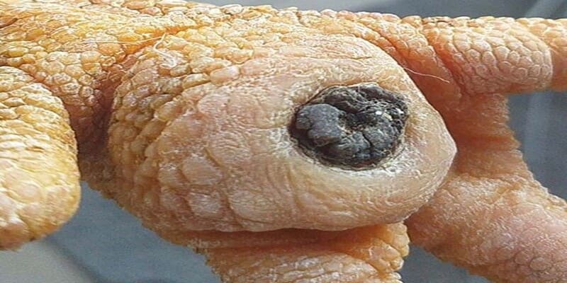Lưu ý về bệnh ké chậu của loài gà