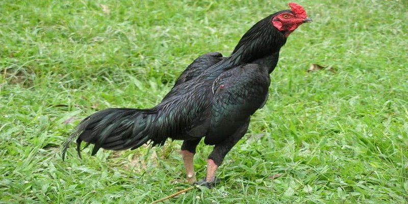 Ngoại hình của gà cựa Jap thon gọn với bộ lông rất dày 