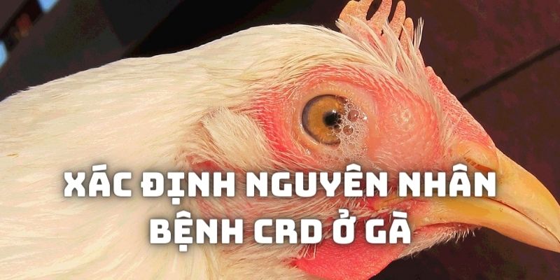 Xác định nguyên nhân xuất hiện dịch CRD trong cơ thể gà