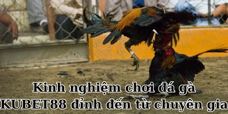 Tổng hợp kinh nghiệm chơi siêu hay của cao thủ mới nhất 2024 tại Đá gà KUBET88