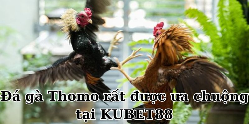 Đá gà Thomo rất được ưa chuộng tại KUBET88