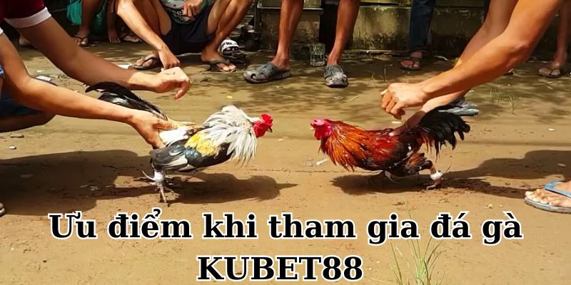 Những ưu điểm khi chơi Đá gà KUBET88 cho bạn tham khảo