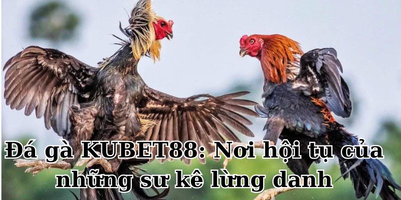 Đá gà KUBET88: Nơi hội tụ của những sư kê lừng danh